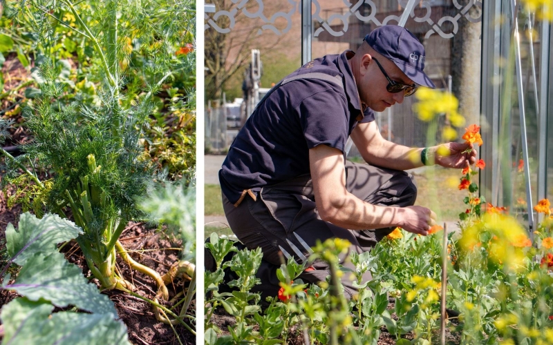 Docent Hein aan het werk in de moestuin van De Rooi Pannen Breda Horeca. Hij hurkt door zijn knieën en heeft geplukte bloemen in zijn hand.